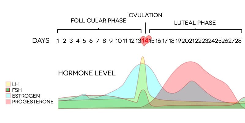 A graph of a typical ovulation cycle