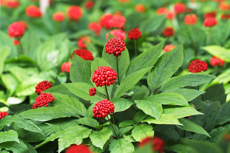 A ginseng flower