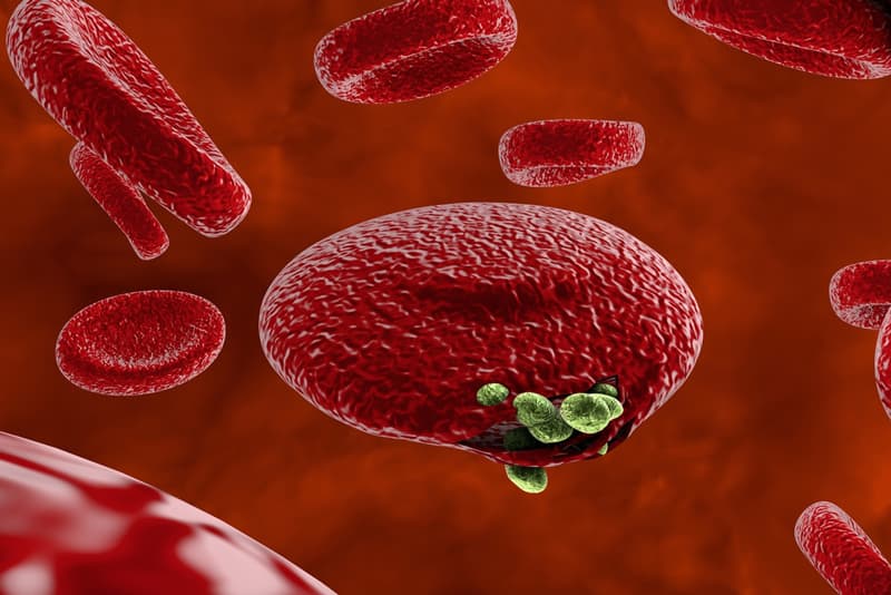 Red blood cells infected with malaria