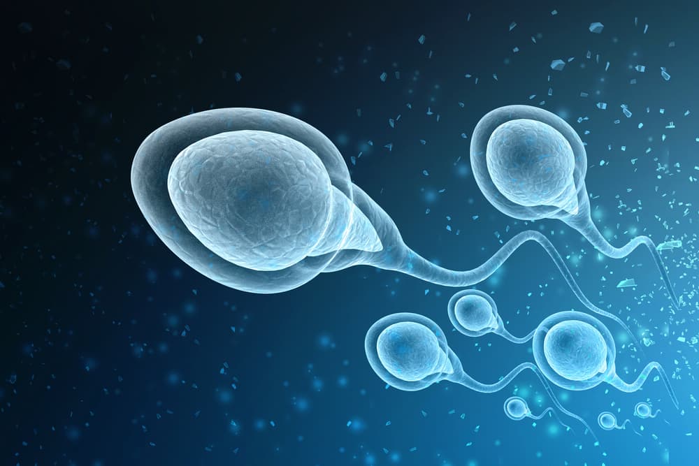 An illustration of some sperm cells swimming