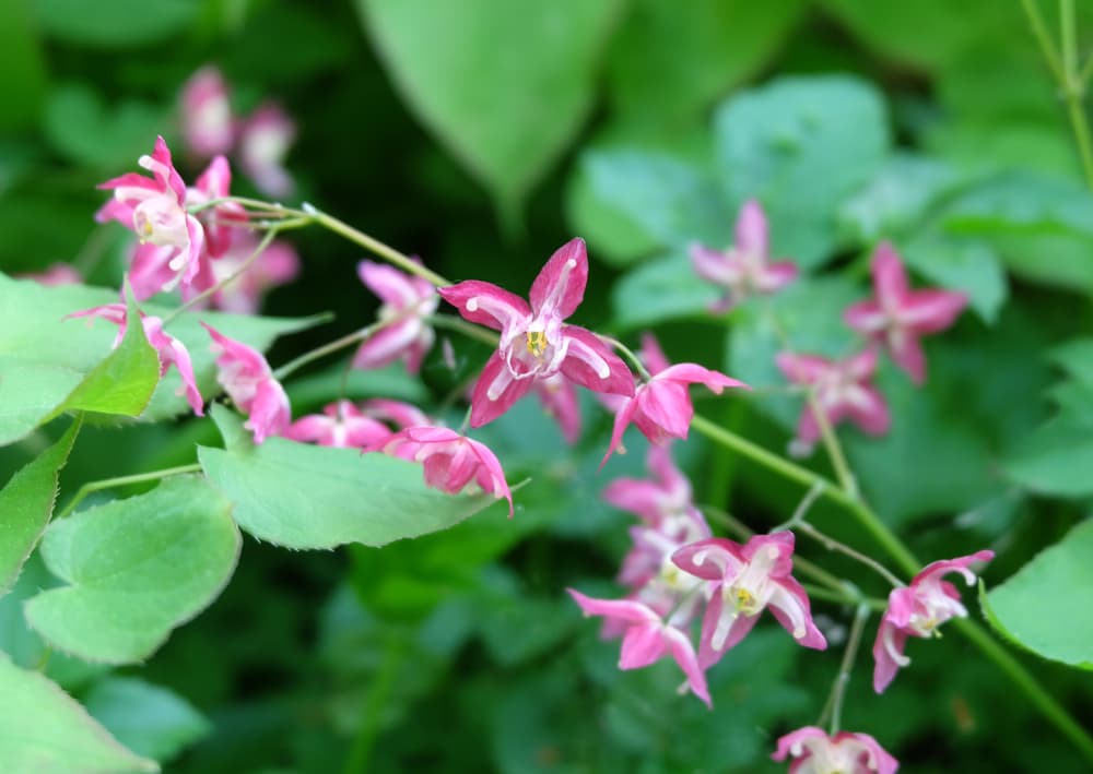 horny goat weed