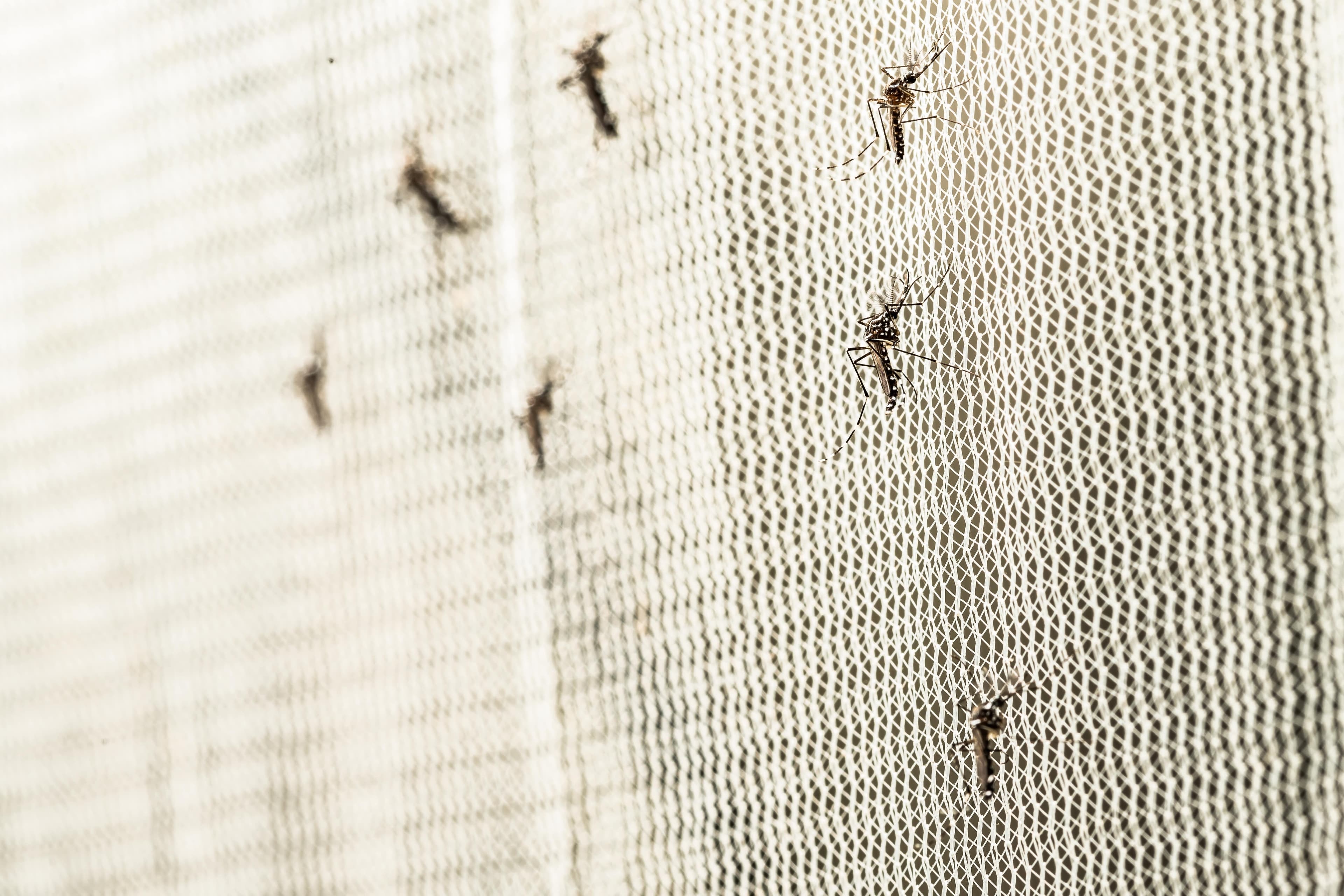 Mosquitos on a net